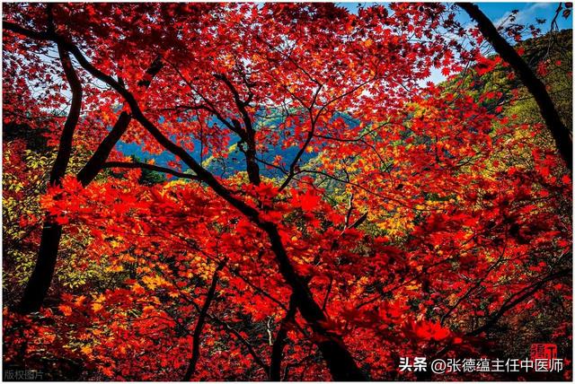 霜降时节对家乡红叶的遐思
