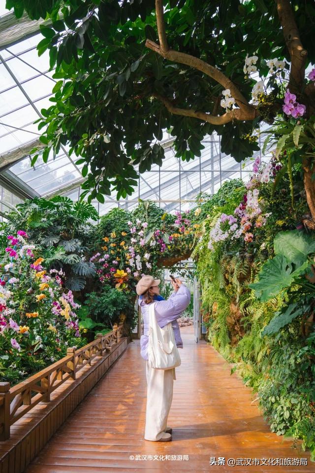 万株兰花盛放，2026赏花季，来了！