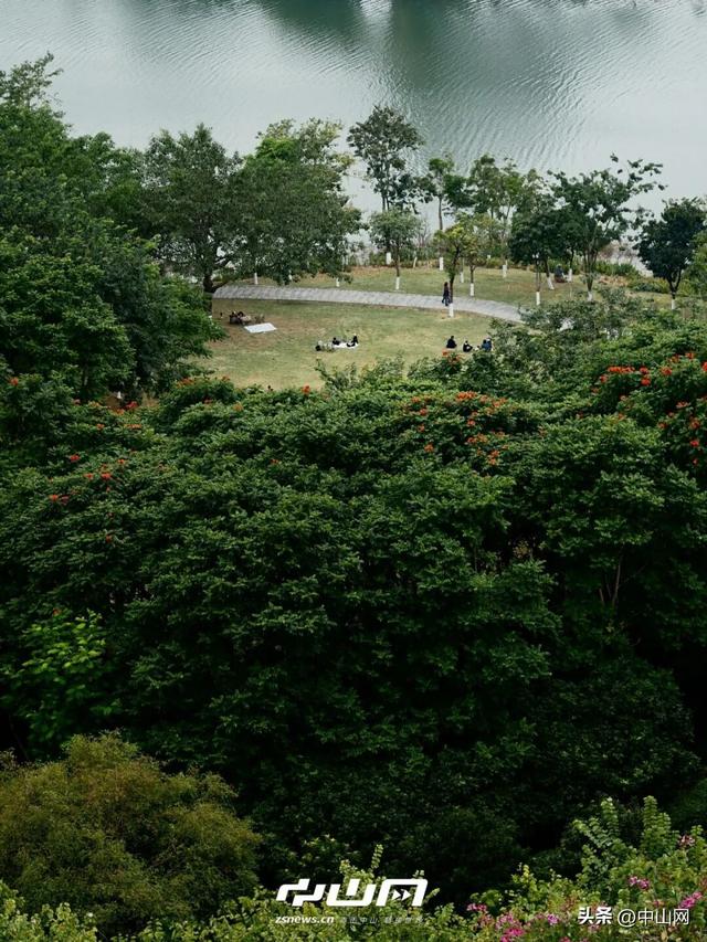 太出片啦！中山焦糖色「落羽杉」上线