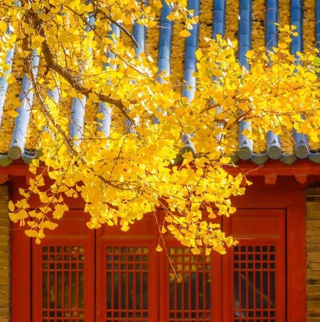 临沂人秋日里心心念念的风景已经来了，快看看吧