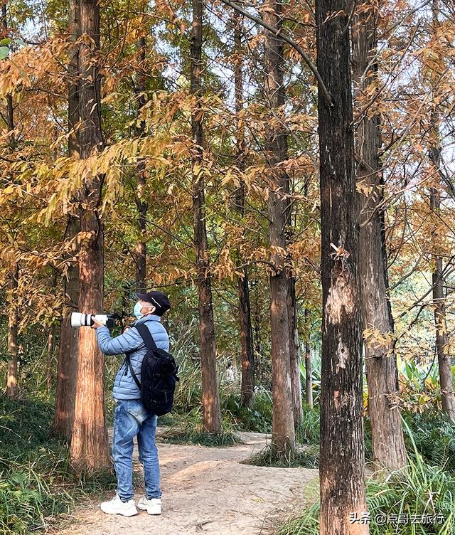 成都最美水杉红了，染红了湖面，不要门票，地铁公交直达！