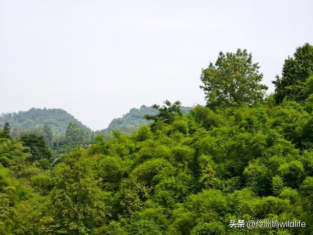 成都徒步（66）·邛崃篇⑥皮缝峡谷·皮缝古道