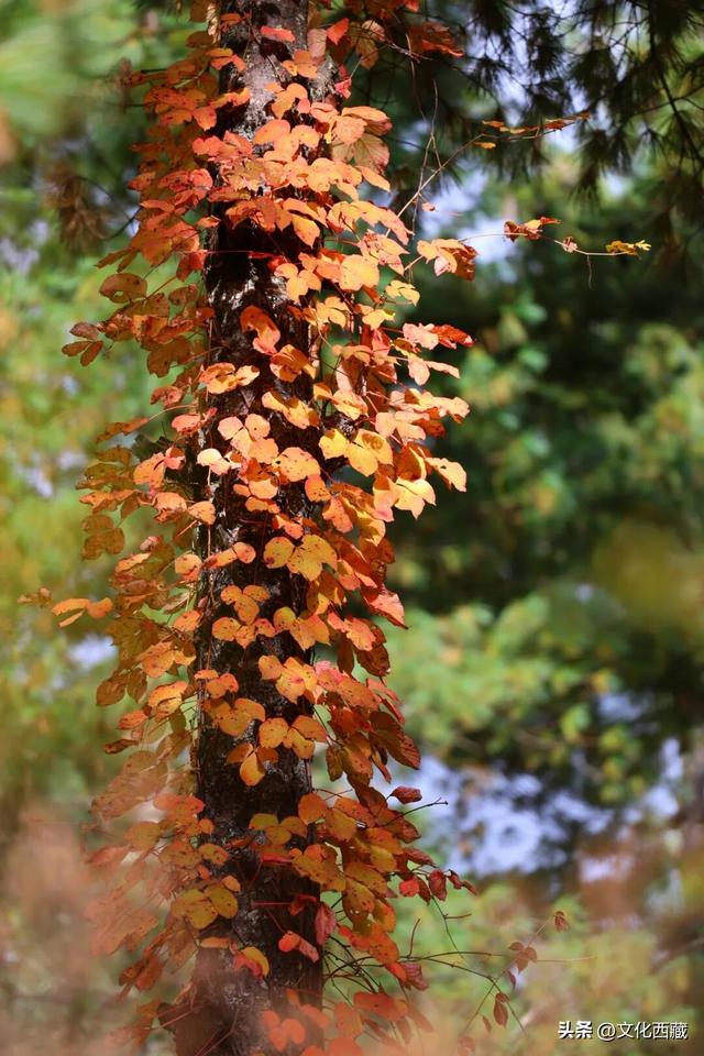 童话书里走出来的秋景！这座低调的西藏宝藏小城，早就该火了！