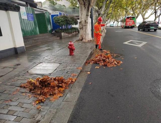 西湖景区“落叶不扫”已开始，4条道路等你打卡