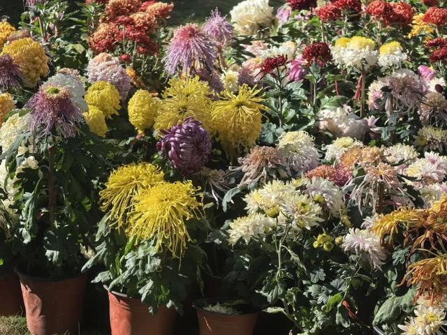 太美了！九江人私藏的赏菊地，错过等一年