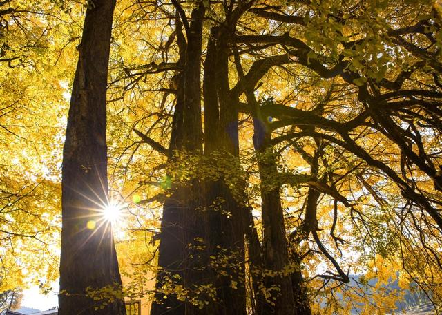 江西永丰：八树银杏的红色印记