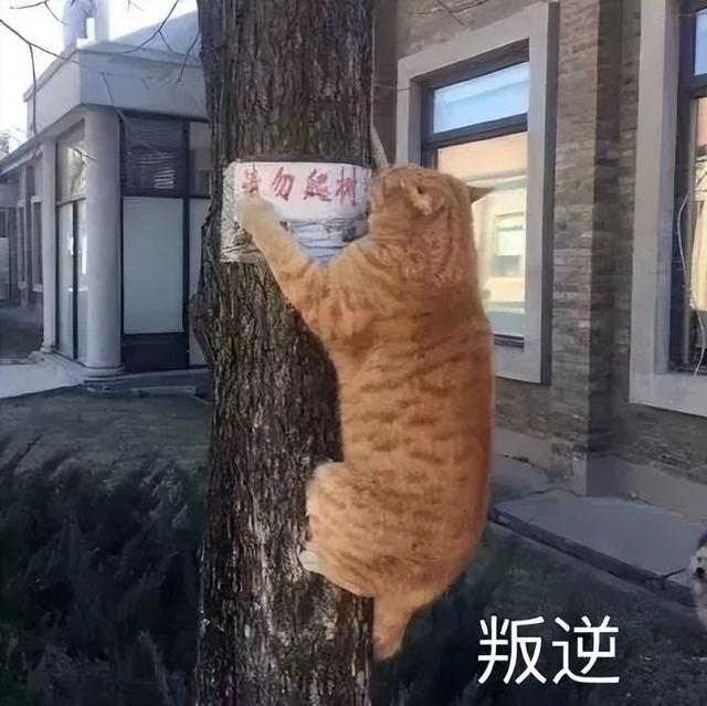 特斯拉廉价版贵到离谱