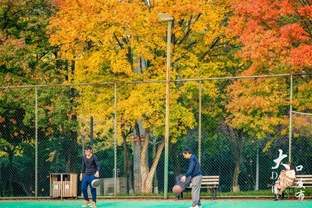 大渡口冬日“顶流”红了