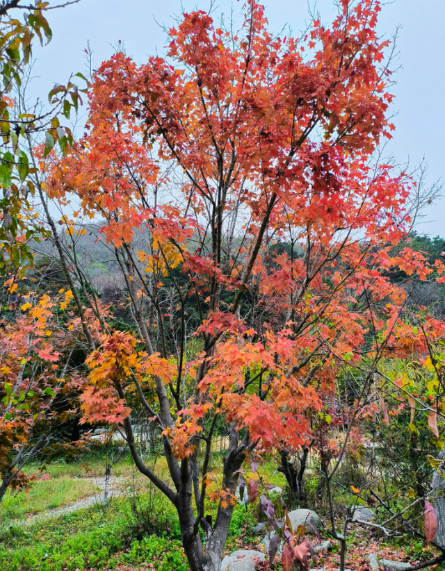 调色盘已打翻，泰山西麓这场初冬色彩之约别错过