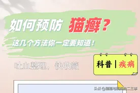 如何预防猫癣？这几个方法你一定要知道！图片