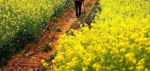 带着孙女去旅行（168）罗平油菜花海游