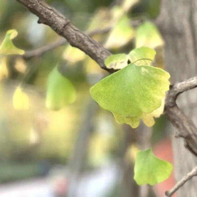 【美丽四川】寒冬将至 银杏初黄