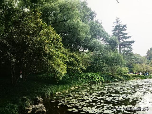 杭州植物园的菊花展——一场关于菊花的饕餮盛宴（一）