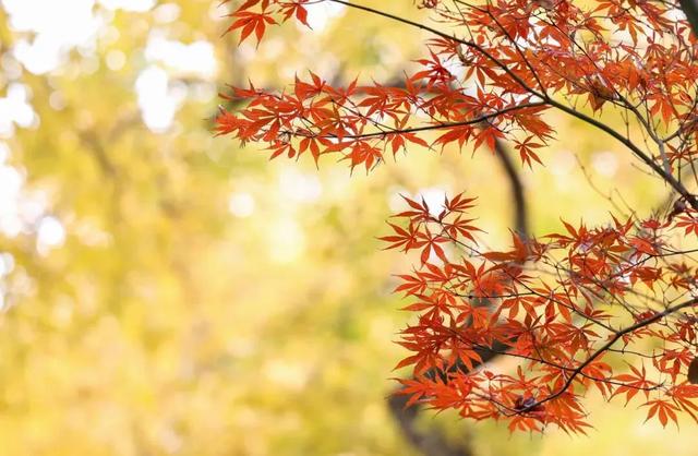 秋色限定!沪上园林已达颜值巅峰→