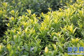 新华社｜甘肃文县：产业兴 百姓富图片