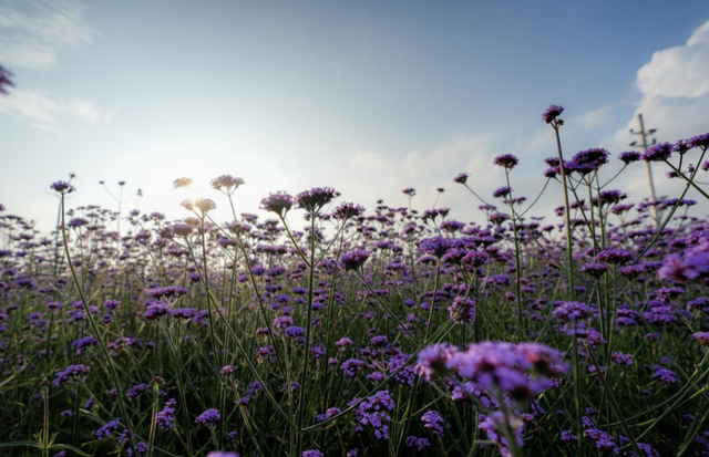 云顶花海马鞭草赏花季来临，避暑与浪漫共赴
