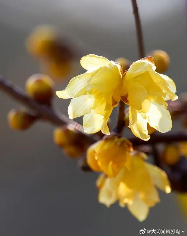 济南第一波蜡梅开了！这些赏梅地，赶紧冲！