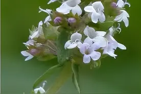 百里香：厨房中的香料之星，勇气与美味的传说图片