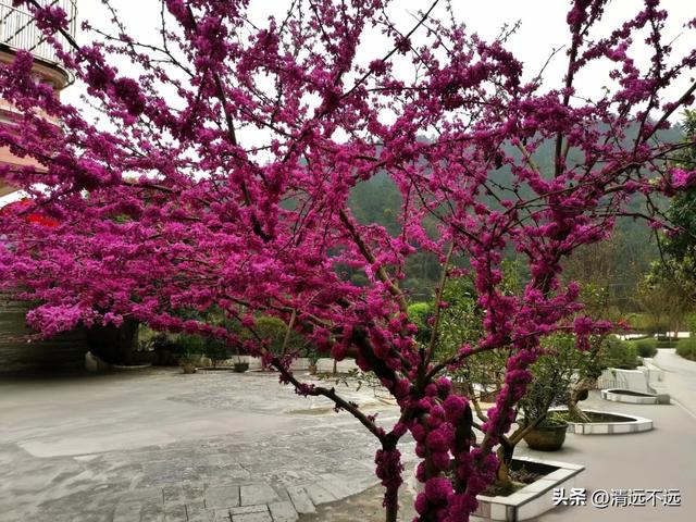 【免费观看】路园相连桥花相映|三月清远鱼水网红树正含苞待放