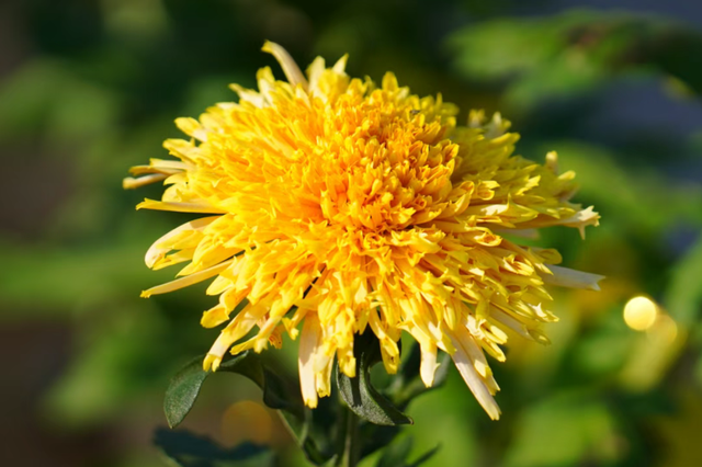 年度金秋盛宴来了，武汉城建集团邀您逛菊展、赏名菊、拍美照！