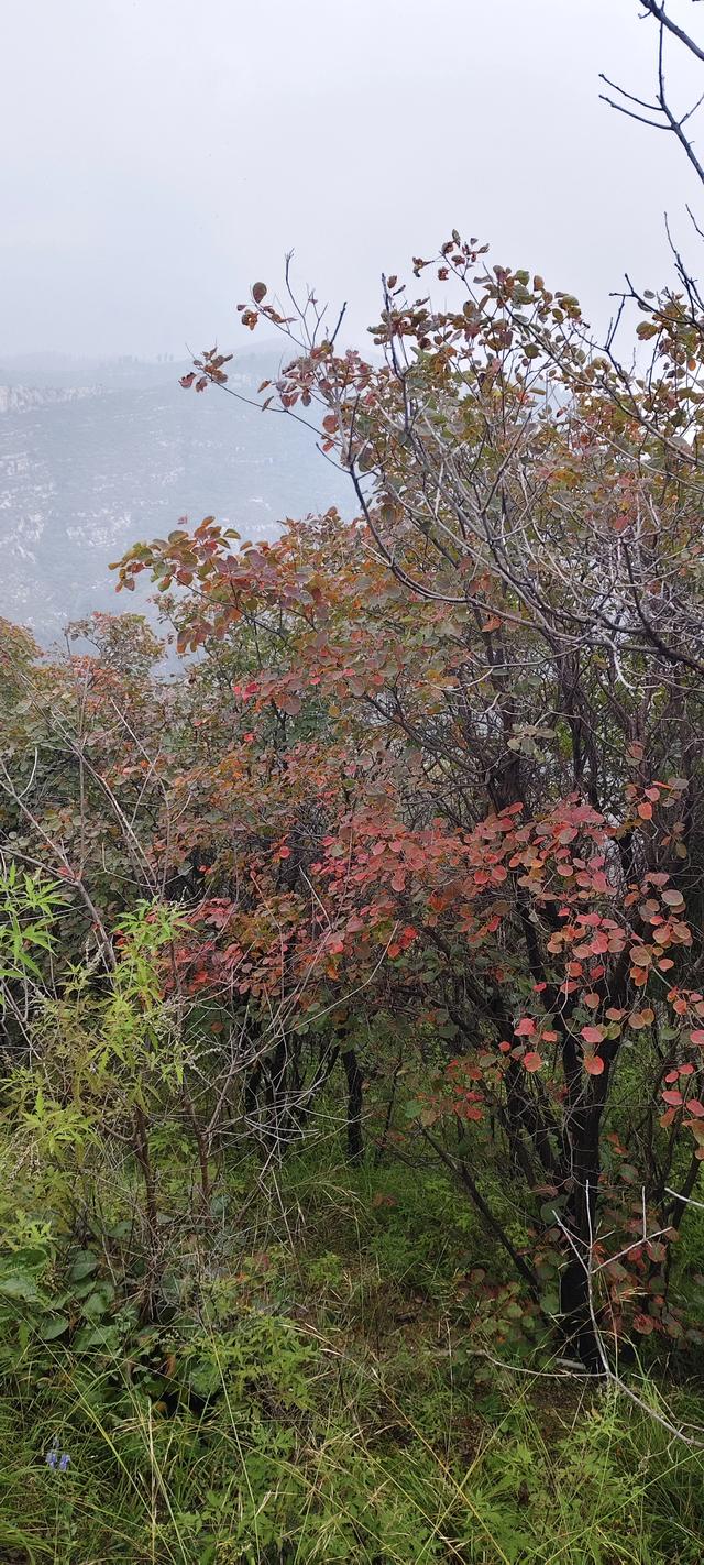 淄川龙湾峪苍龙峡一日游