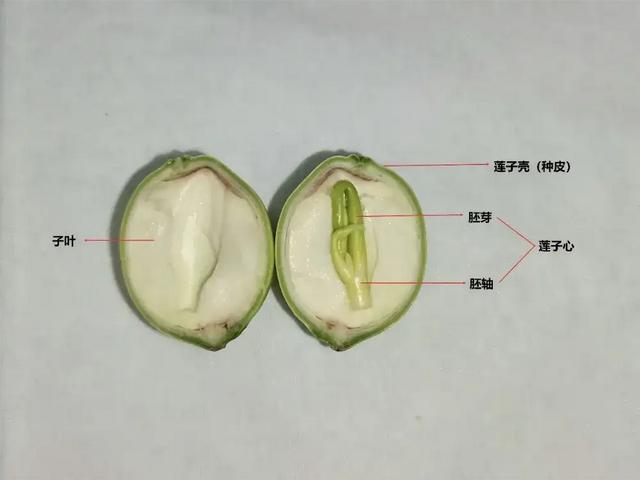 这种应季食物，高碳水却低 GI，三高也能放心吃！错过后悔一年