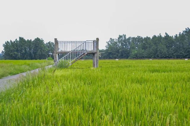 稻浪、长廊、观景台……新津宝藏乡村，“丰”景入画