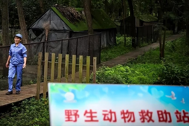 百年一遇！新疆棉花地的“怪鸟”，竟是全球仅存1个标本的夜精灵