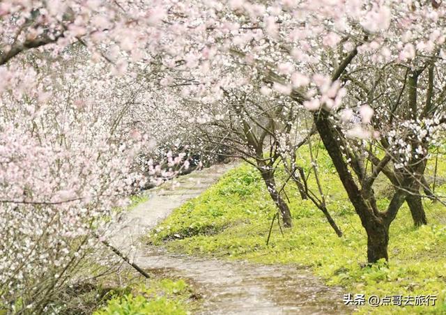 成都冬天爆火的徒步赏花，拍照赏景超级惊艳，全部免费！