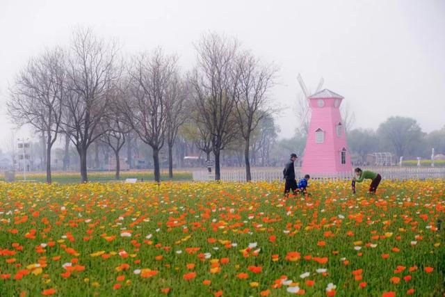 趣野花间，春醒紫谷，来赴一场春日花海之约！