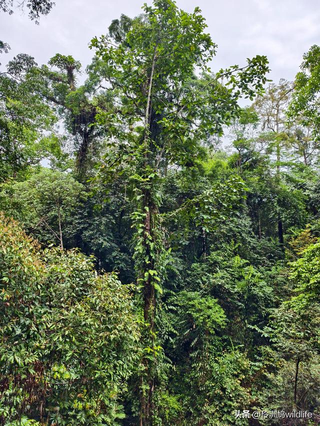 马来西亚(31)砂拉越州⑤姆鲁山canopy树冠高空漫游