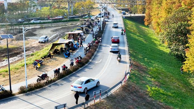 图集 | 顺德伦教乌洲水闸落羽杉与你共享冬日浪漫