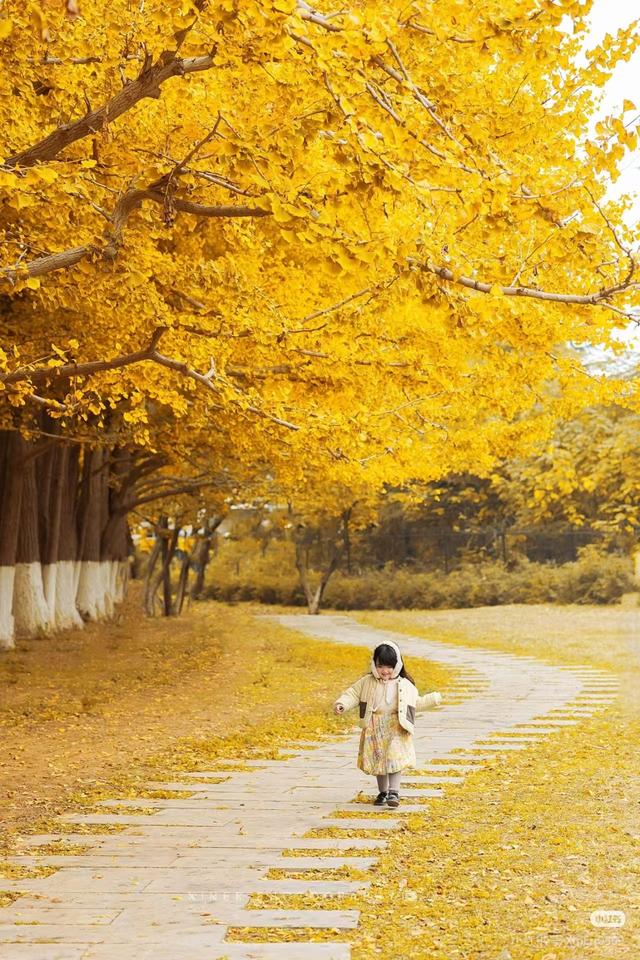 临沂市区赏秋地图出炉！红枫、银杏、落叶道…承包你的秋日朋友圈