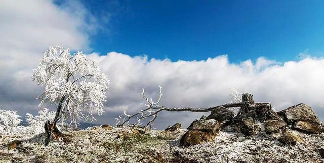 初雪的四方山：雾凇遍野 琼枝满山