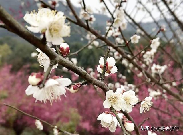 成都山地红梅开花了，粉红云霞铺天盖地，非常震撼，免费！