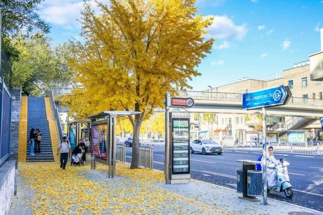 速来！海淀这份含“金”量超高的攻略请收好→