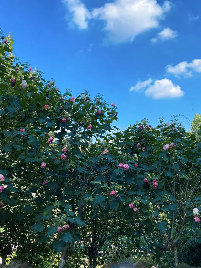 会“变脸”的花开了，醉了！去这些地方邂逅→