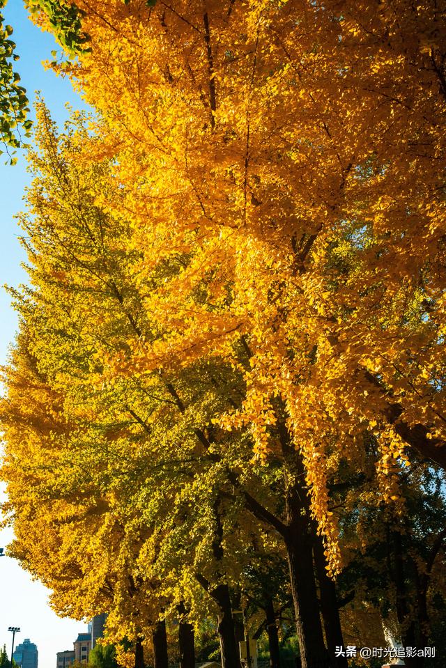 这么近那么美，银杏里的河北最美！