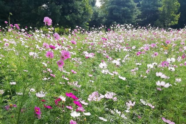 北京顺义国际鲜花港 梦幻的花海秘境