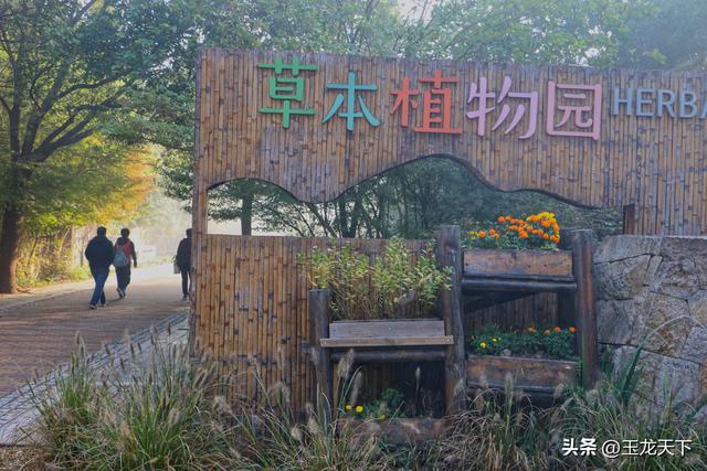 晨光与深呼吸：在同里湿地公园的万步悠然