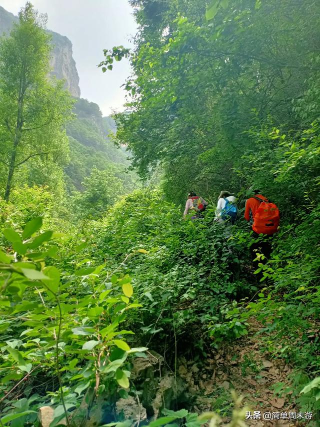 7）山西阳城析城山圣王坪，在云端草甸邂逅狼毒花的美，与千年传