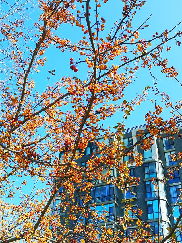 狂风散尽现碧空 北京市民陶然亭公园共赴“大风蓝”之约