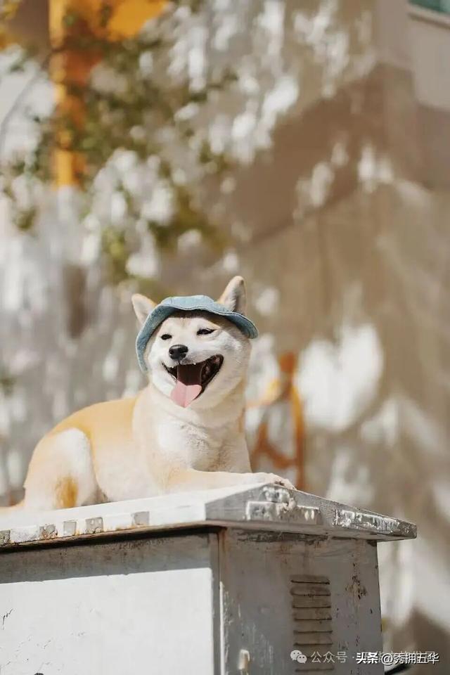 赏银杏、会海鸥，邂逅一场丰容的“昆明式暖冬”