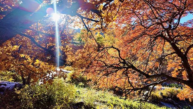 【支援合作 共谋发展】林西秋深：“福山”揽翠色 “花楸谷”醉红妆