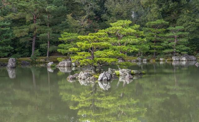 怎样抢救干枯的罗汉松