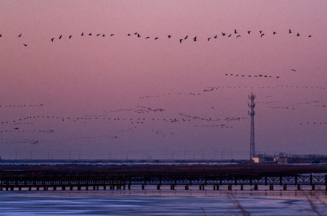 “鸟浪”来了！这份观鸟攻略请收好