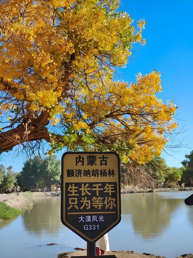 踏迹寻旅：不朽胡杨林游人玩什么？