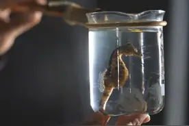 央视报道！这种最不像鱼的鱼类，在日照实现规模化养殖！图片