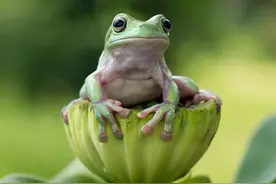 探秘两栖世界：青蛙与蟾蜍的区别图片