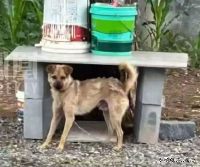 山西男子被狗咬后续：DNA证据存疑，凶手不止一个	，受害家属发声